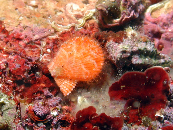 Mimachlamys varia